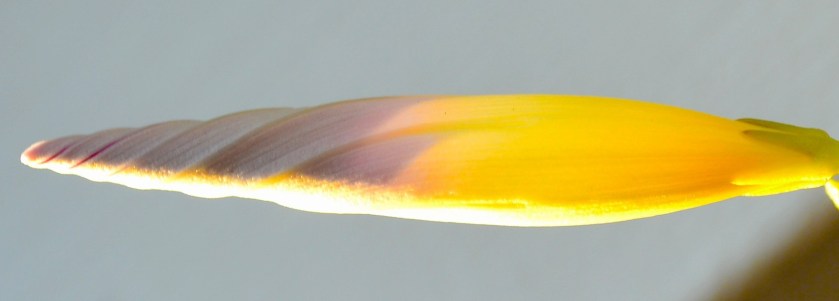 This Image Isn't Sharp Enough