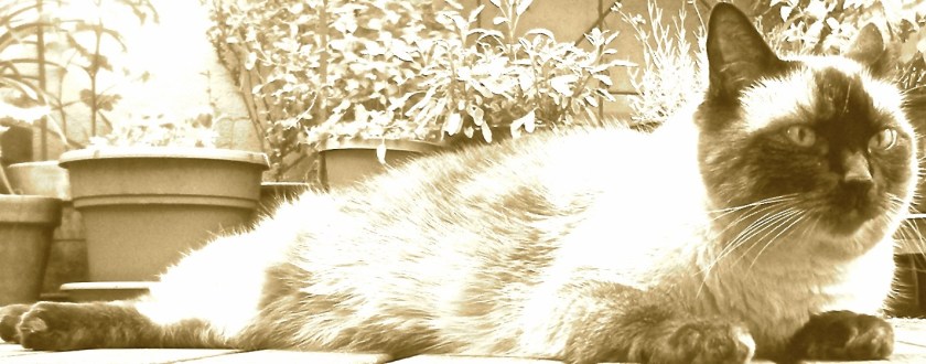 Fuius Schmeezer Exarchas