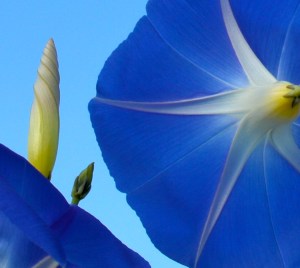 Heavenly Blue Planet