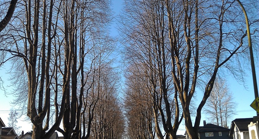 10th Avenue West January 2014