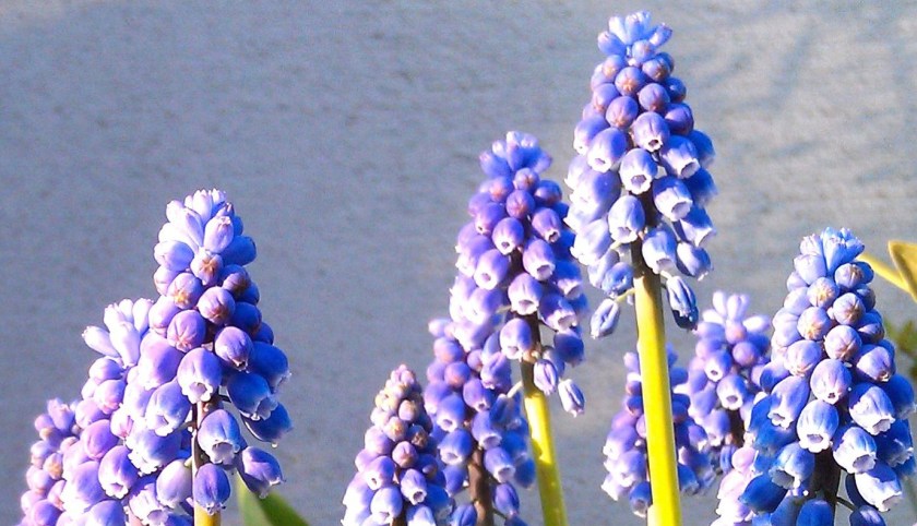 These Are Not Grapes