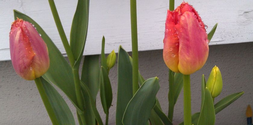 Tulips 2015