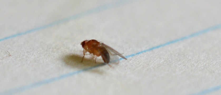 In the Clear and Pounding Down the Field. Touchdown!