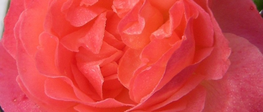 Late Breaking 'Typhoon' rose