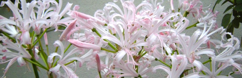 Nerine bowdenii