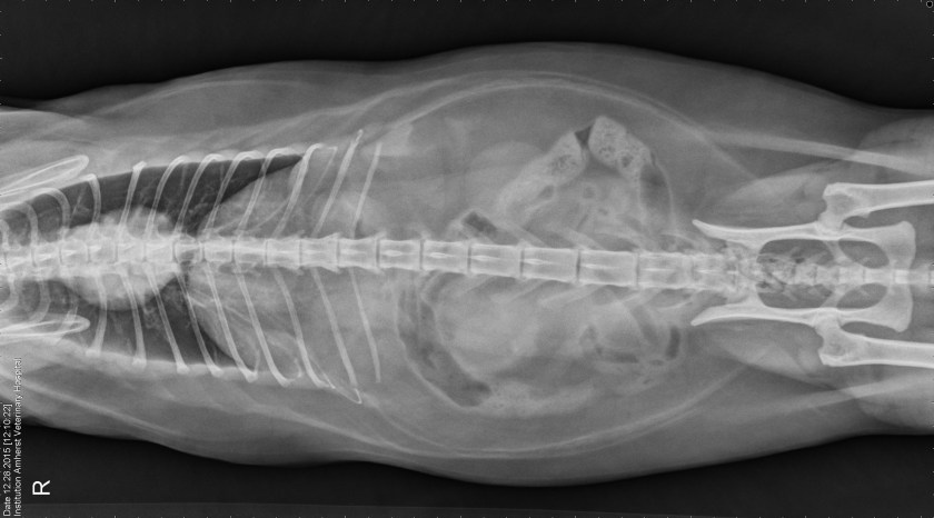Radiograph Amherst Veteranary