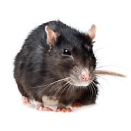 vp-us-lc-library-roof-rat